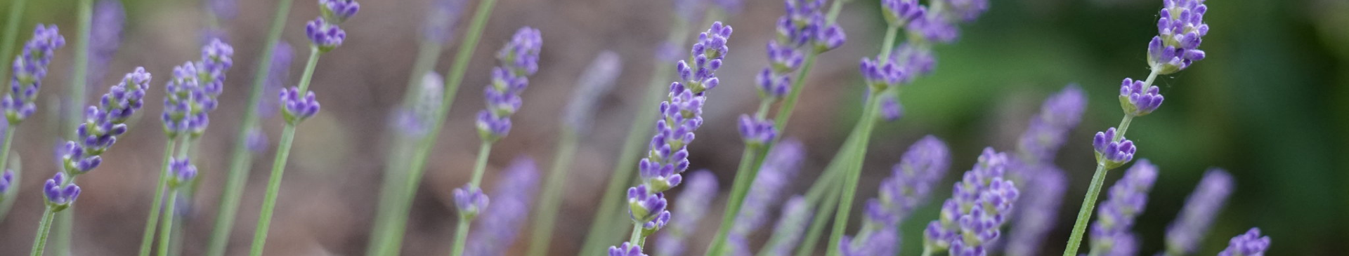 tiny purple flowers on green stems