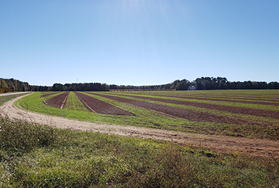 Field of cover crops