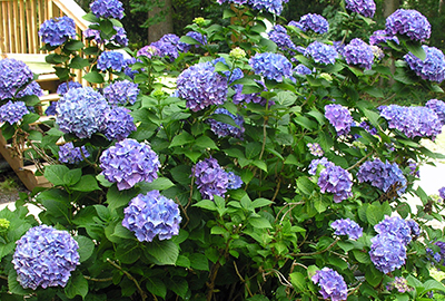 hydrangea blooming