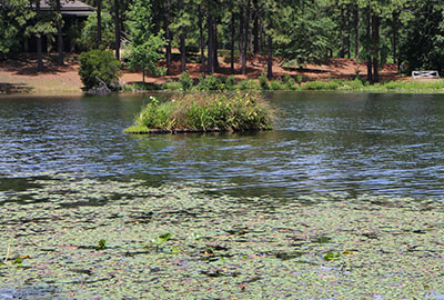 pond at sandhills