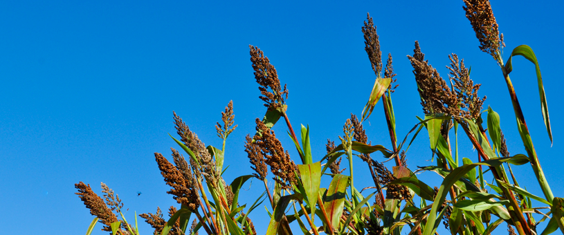 a field of sorgum in front of a blue sky