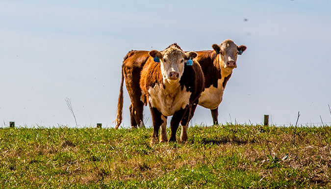 Two beef cows in a field