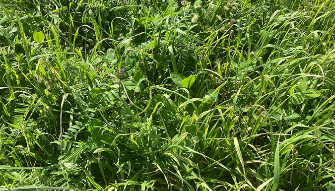 Cool season forage mixture