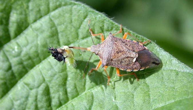 A spined soldier bug on a leaf