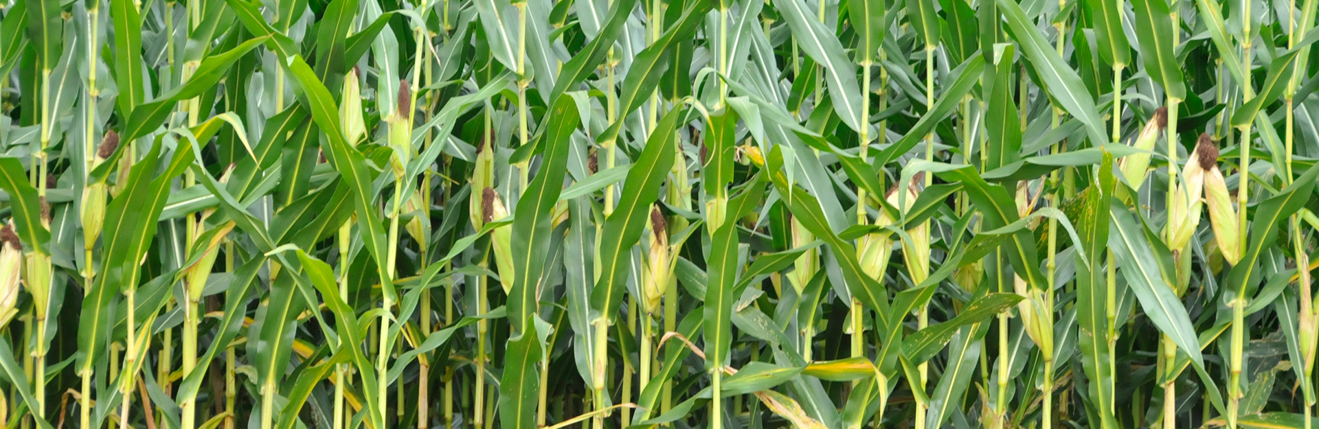 corn plants in row crops