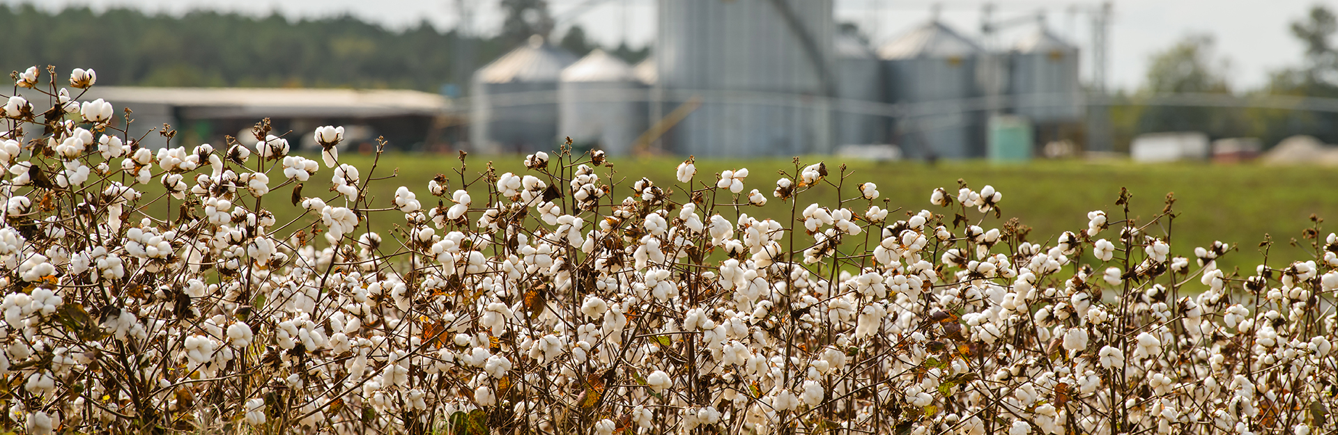 cotton plants in row crops with silos in the background