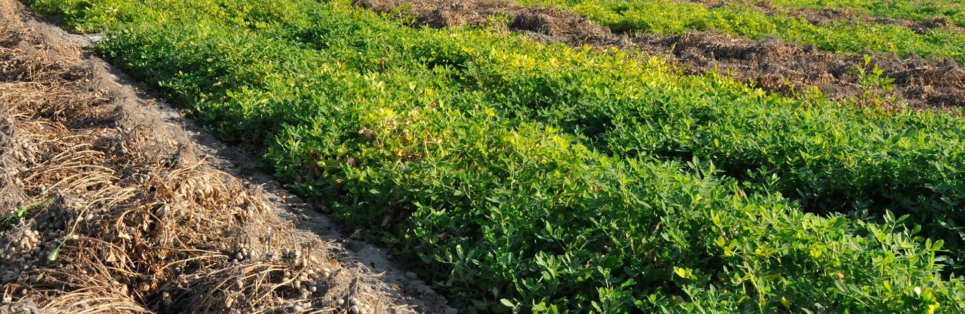 cotton plants in row crops with silos in the background