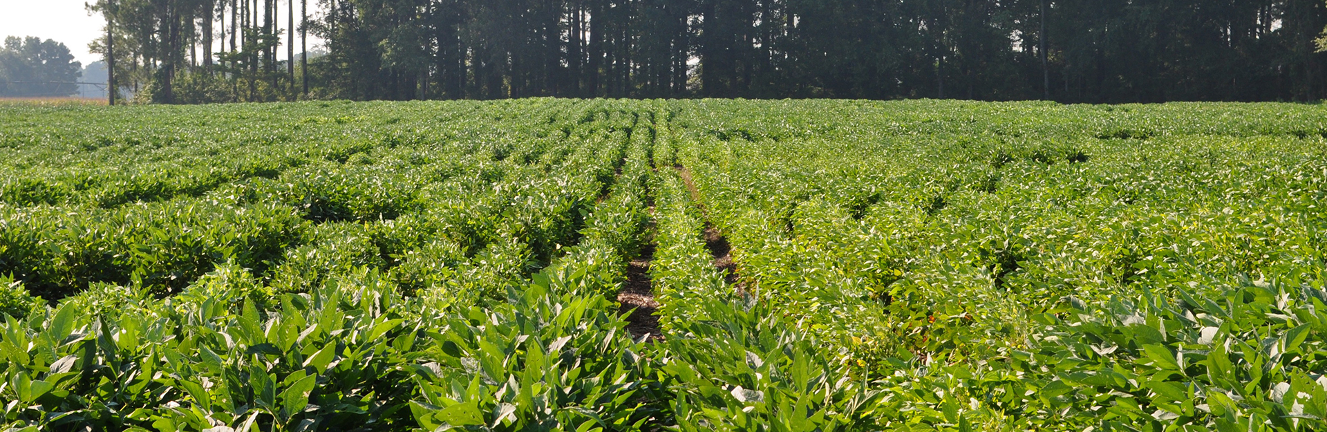 cotton plants in row crops with silos in the background