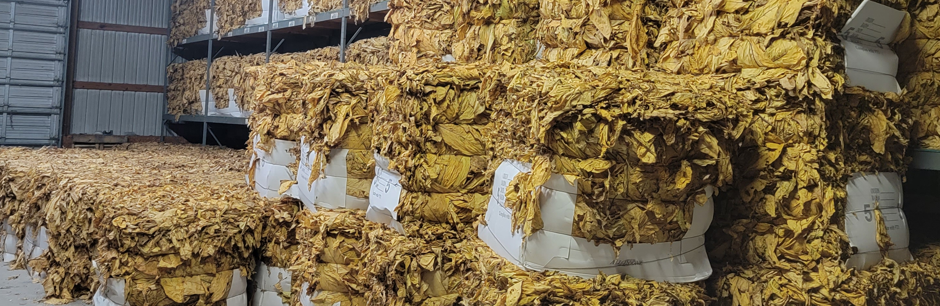 tobacco drying in a warehouse