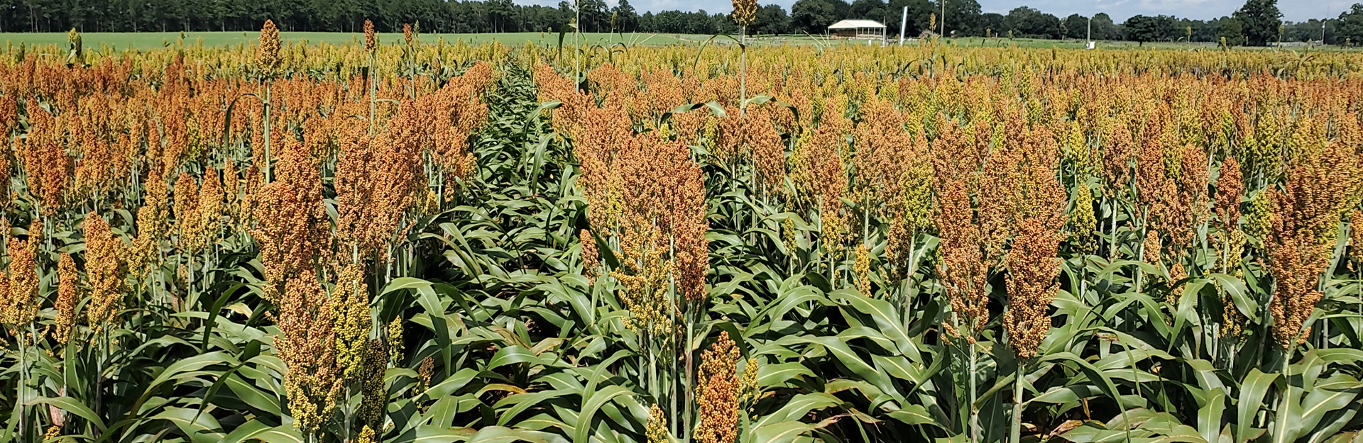 grain sorghum plants in row crops with silos in the background