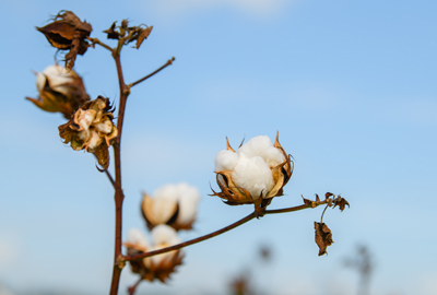 cotton bowl close up with blue sky background