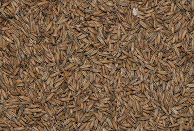 close up of grain