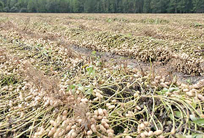 harvested rows of peanuts drying in the field