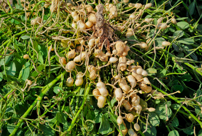 young peanuts on a pile on soil and leaves