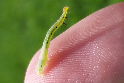 soybean looper on the tip of a finger