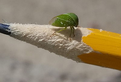 Three cornered alfalfa hopper on a pencil tip