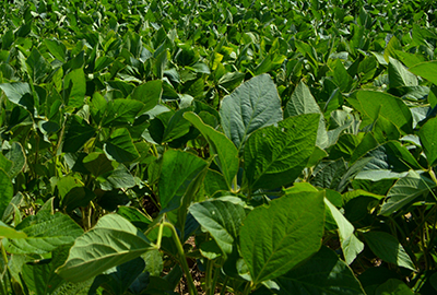 rows of young soybean plants