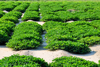 green soybeans on the plant