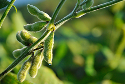 green soybeans on the plant