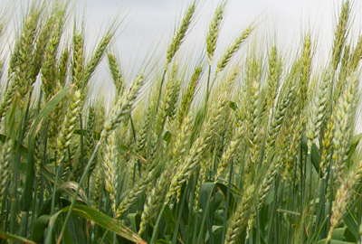 close up of wheat stalks in a field