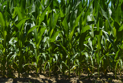 young green corn stalks