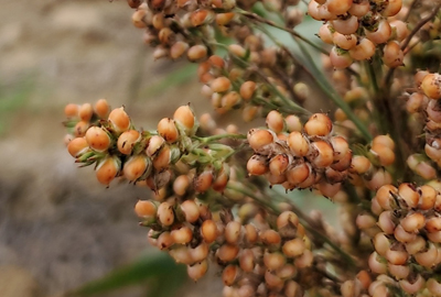 close up of grain