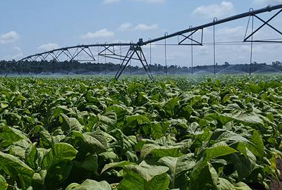 tobacco crops in irrigation