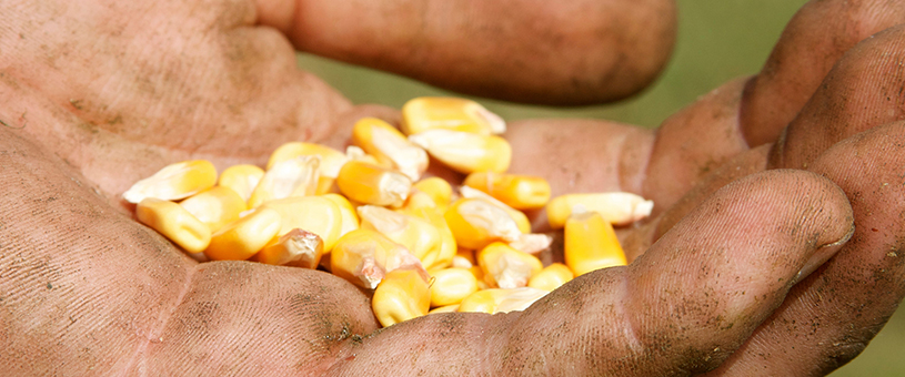 dried corn in the palm of a hand