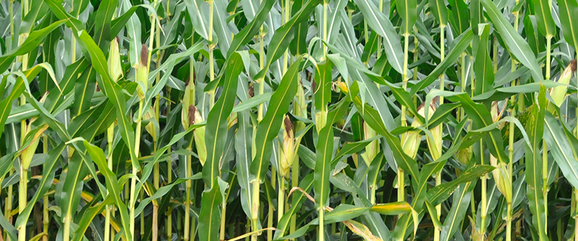 A field of green corn stalks