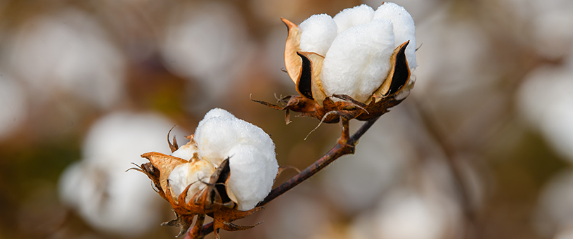 close up of cotton bowl on a plant stem