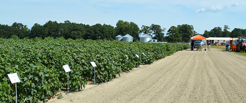 trial fields at Pee Dee REC