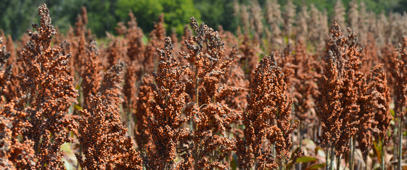 sorghum plants in a field