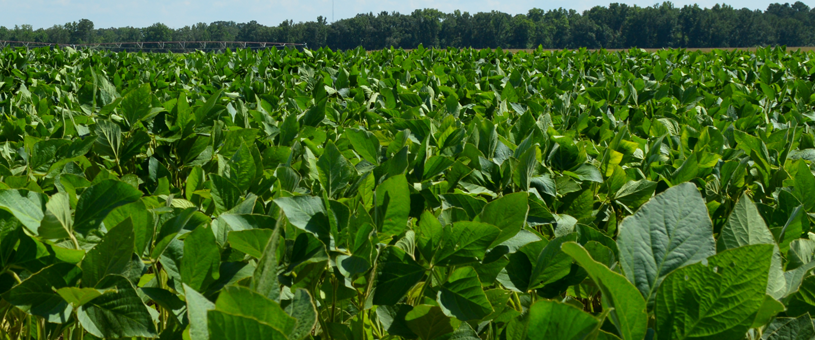 row crops of soybean plants