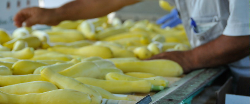 squash on a conveyer belt