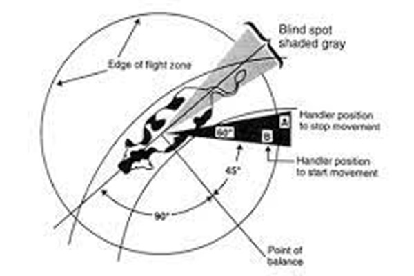 diagram of how to approach livestock