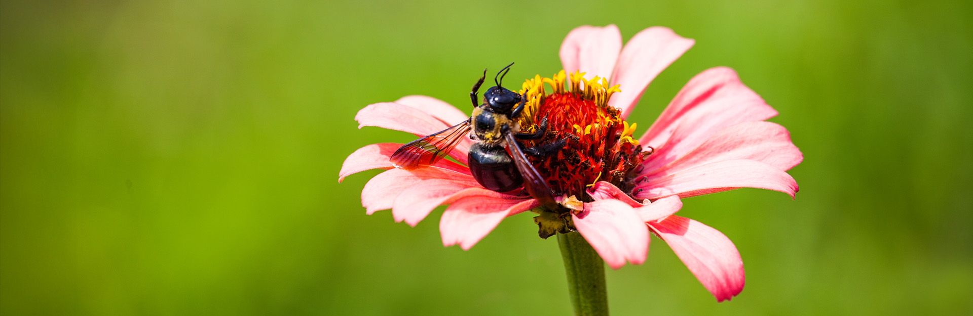 bees on flower