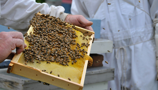 bees in a beekeepers comb