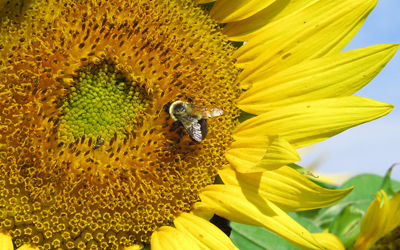 bee on flower