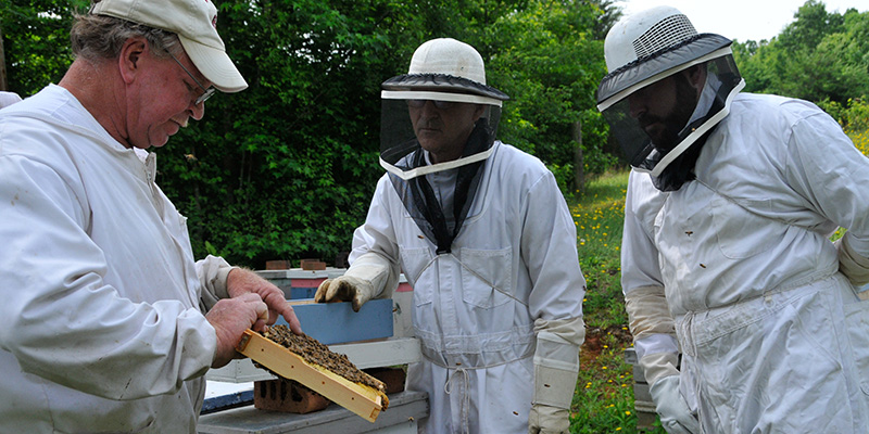 beekeepers working with bees