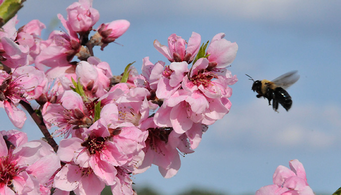 bee pollinating flower