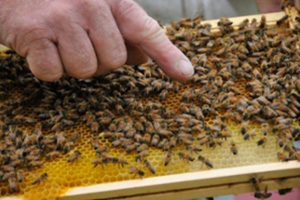 honey bee hive