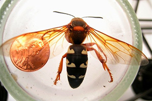 cicada killer wasp