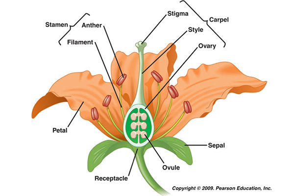 flower parts
