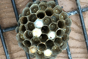 paper wasp hive