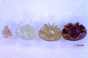 varroa mites