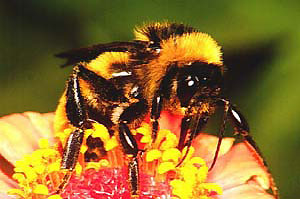 A typical bumble bee. Photo Source: Dept. of Entomology, University of Nebraska-Lincoln. 