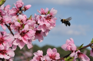 pollination by honey bee