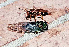 A cicada killer wasp with an annual cicada