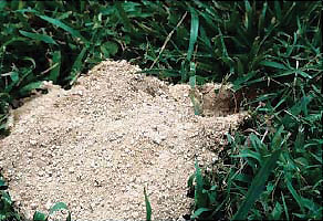 A cicada killer burrow in a lawn