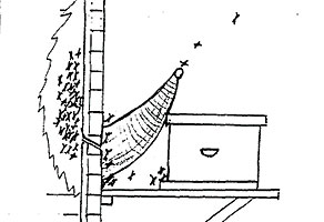 illustration of honey bee removal trap